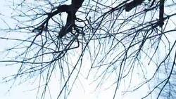 Bare branches on a tree Stock Footage