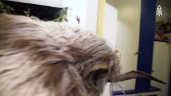 Krampus, the darker side of Christmas tradition Instructional Video