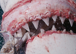 Factpack: Super Predators Instructional Video