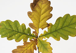 Why Do Leaves Change Colour? Instructional Video