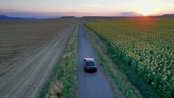 Golden Sea of Sunflowers Captured by Soaring Drone Stock Footage