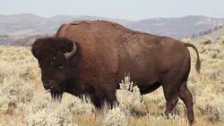 Properties of Numbers: Introduction (Properties of Numbers) Instructional Video