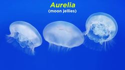 Phylum Cnidaria Part 3: Classes Scyphozoa and Staurozoa Instructional Video