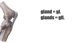 Common anatomy abbreviations Instructional Video