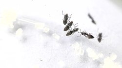 Ants Stock Footage