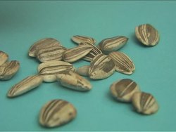 Plant Life Cycles: Video Quiz Instructional Video