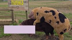 Welcome to the real Clarkson's Farm News Clip