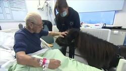 Not your typical therapy animals News Clip
