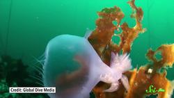 These Horrifying Sea Slugs Smell Like Watermelon Candies Instructional Video