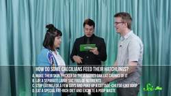 SciShow Quiz Show: Weird Animal Parenting Instructional Video