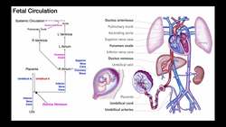 Overview of Fetal Circulation Instructional Video