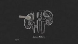 Do Fish Pee? Instructional Video