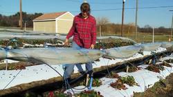 USDA Researches Year Round Strawberries Instructional Video