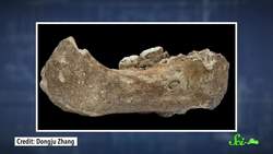 Denisovans: Our Mysterious Cousins That Made Us Better Instructional Video