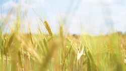 The field of rye growing in a farm field. Stock Footage