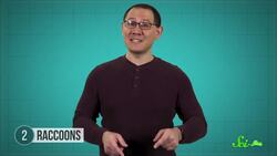 6 Animals Living Their Best Lives in Cities | Synurbic Species Instructional Video