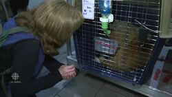 Rescued from dinner plate fate News Clip