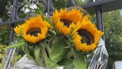 Tributes left after Dublin classmates die on holiday in Greece News Clip