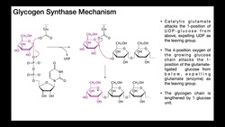 Glycogen Synthase Mechanism Instructional Video