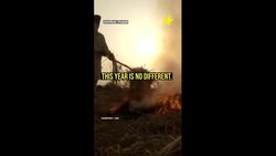 Delhi’s Pollution Emergency: GRAP Stage 4 In Delhi - Crop Burning to Urbanization, What Is the Cause? News Clip