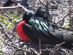 ¿Qué es un ave?: video de evaluación Instructional Video