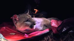 Bio-logging collar reveals unprecedented detail about California mountain lions Instructional Video