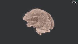 Visualizing the Human Brain Instructional Video