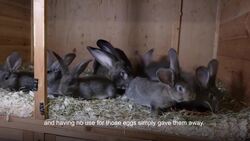 The story of the Easter Bunny News Clip