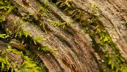 Brood of black worker termite carrying soil to build nest, tree bark with moss. Eusocial insects colony marching in the jungle. Swarm migration of ants on wood overgrown with greenery. selective focus Stock Footage