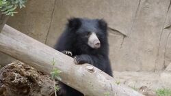 See What Makes These 2-Year-Old, Shaggy Sloth Bears Unique Instructional Video