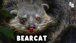 The Bizarre Beast That Smells Like Popcorn Instructional Video