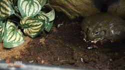 Snack Time with Jabba the African Pixie Frog Instructional Video