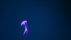 Box jellyfish in the dark of underwater world of deep sea animal Stock Footage