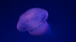 Close-up Jellyfish, Medusa in fish tank with neon light. Stock Footage