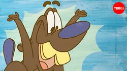TED-Ed: Why do beavers build dams? | Glynnis Hood Instructional Video