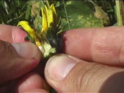 Plant Growth, Development, and Response: Seeds Instructional Video