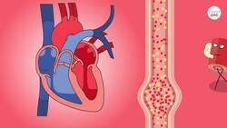 Circulatory System And The Heart | Explained In Simple Words Instructional Video