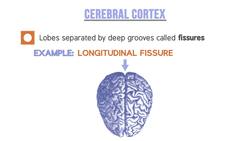 Understanding the Four Lobes of the Cerebral Cortex Instructional Video