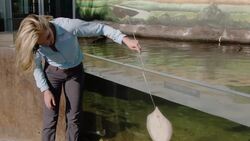 Why Stingrays Love Eating Their Meals Like Kabobs Instructional Video