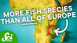 A Fish In This Lake Evolved Into 850 Different Species Instructional Video