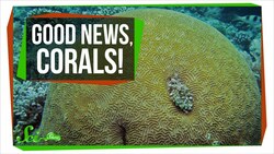 Finally, Some Good News About Corals | SciShow News Instructional Video