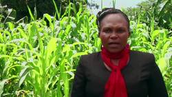 Protecting pollinators to protect food supply News Clip