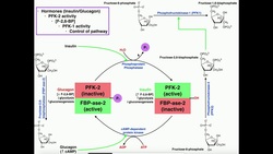 Glycolysis | Regulation of PFK-1/Glycolysis Via PFK-2 Activity Instructional Video