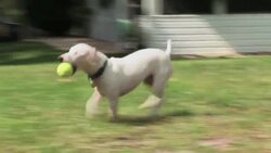 How to Play 6 Games with Your Dog Instructional Video