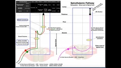 The Spinothalamic Pathway EXPLAINED! | Pain & Temperature Instructional Video
