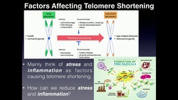 Telomeres and Telomerase: Aging Theory and Nutritional Applications Instructional Video