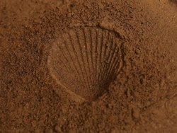 Fascinating Fossils: Types of Fossils Instructional Video