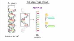 GCSE Biology - What is DNA? (Structure and Function of DNA) #65 Instructional Video