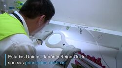 CLEAN : Colombia exporta flores para San Valentin News Clip