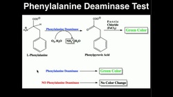 Microbiology: Phenylalanine Deaminase Test Instructional Video
